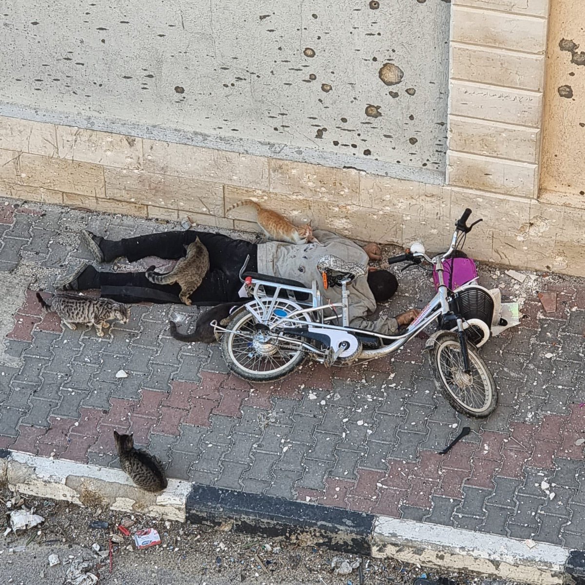 MosabAbuToha's tweet photo. Oh my…
This poor man went out to search for food in Gaza. He was shot by a sniper. And the cats, they are searching for food, his flesh. https://t.co/25wvn0cuj6