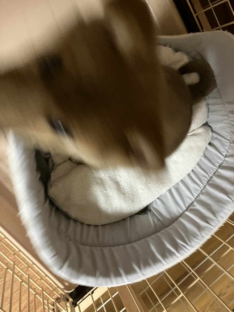 mekagiou's tweet photo. 特撮、アニメ寄りに、日常のことをもそもそ呟く。たまにおもちゃの写真など。最近は四代目の愛犬、通称『いっぬぬ』の話題が多いです。 https://t.co/p78GVVx9Ra