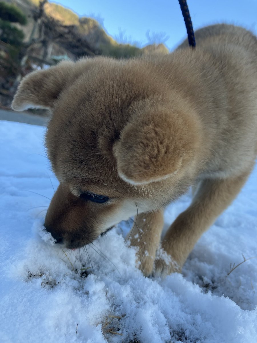 mekagiou's tweet photo. 特撮、アニメ寄りに、日常のことをもそもそ呟く。たまにおもちゃの写真など。最近は四代目の愛犬、通称『いっぬぬ』の話題が多いです。 https://t.co/p78GVVx9Ra