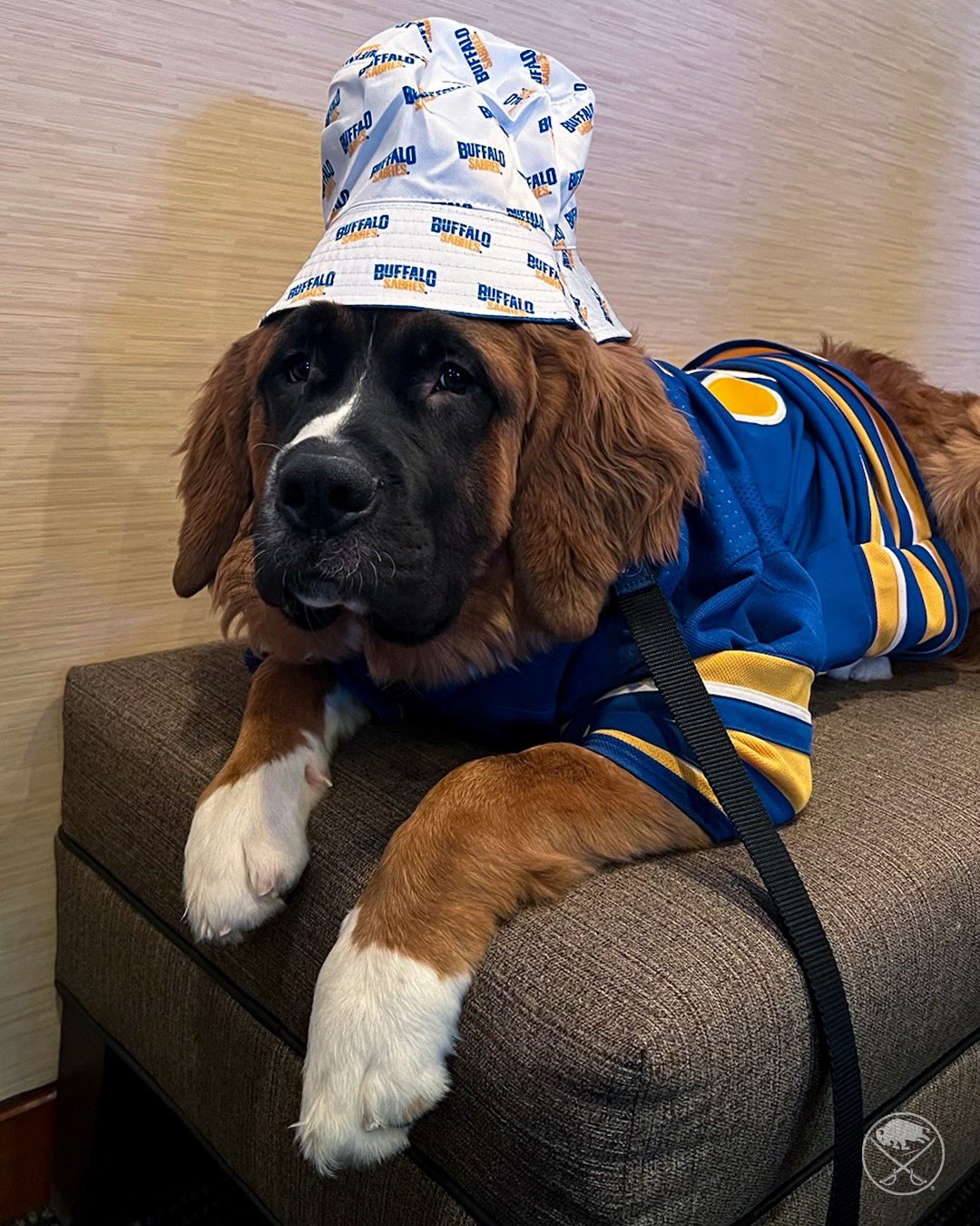 Buffalo sabres hotsell dog jersey
