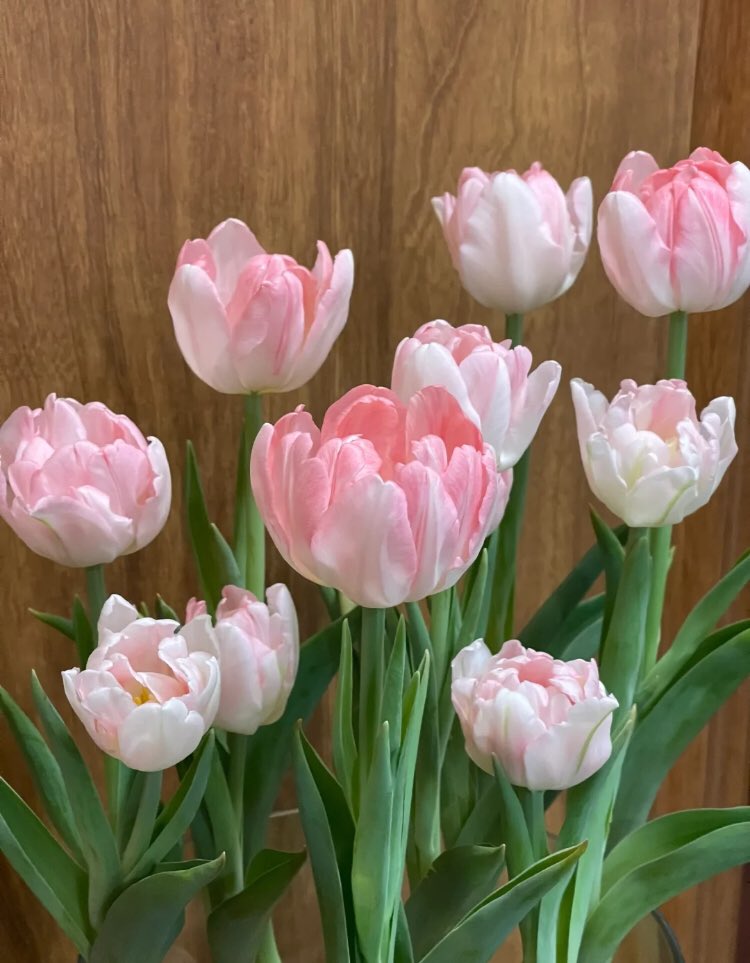 piinkibun's tweet photo. pink tulips in full bloom <3 https://t.co/8kqjNh76kW
