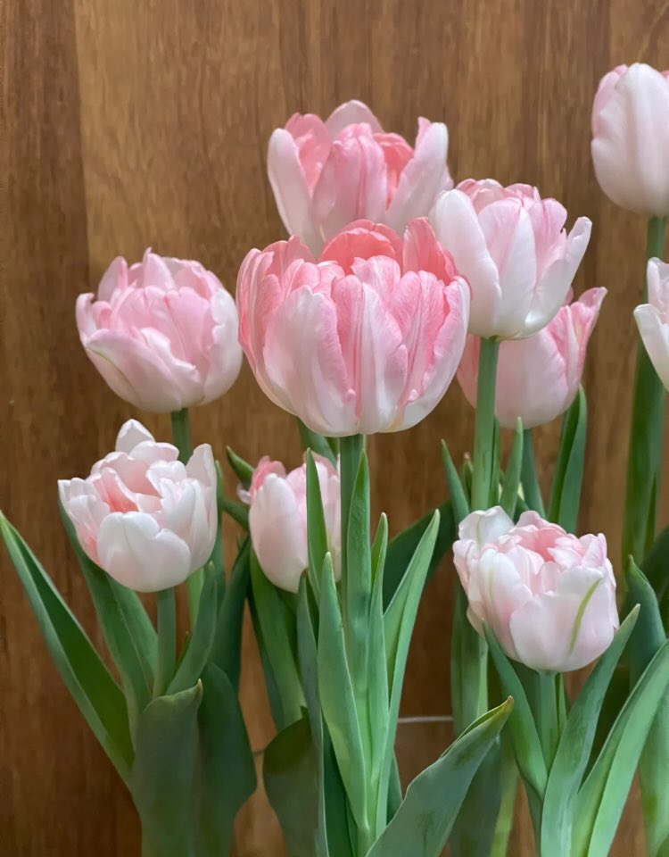 piinkibun's tweet photo. pink tulips in full bloom <3 https://t.co/8kqjNh76kW