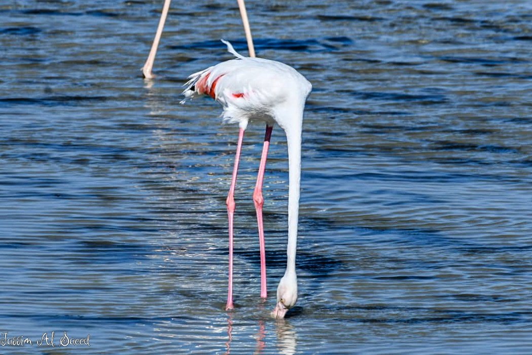 طيور الفلامنجو من سواحل مدينه #سيهات 📸😍🦩🦩