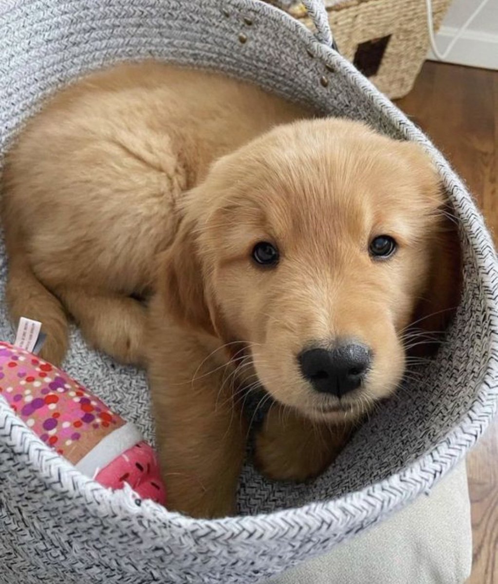 puppies_video's tweet photo. So adorable 🤗🥰 https://t.co/CwefgT1ZZE