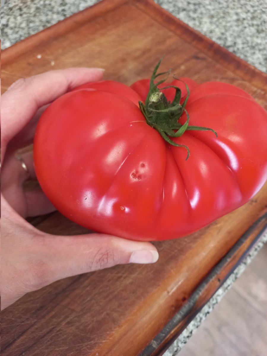 Buen ok. Vamos con la historia del tomate 🍅 platense y porqué se laburo tanto para recuperarlo. 
Se le dice platense por el cordón frutihorticola. Esos eran los que se vendían en las verdulerias. Los que tenían sabor.