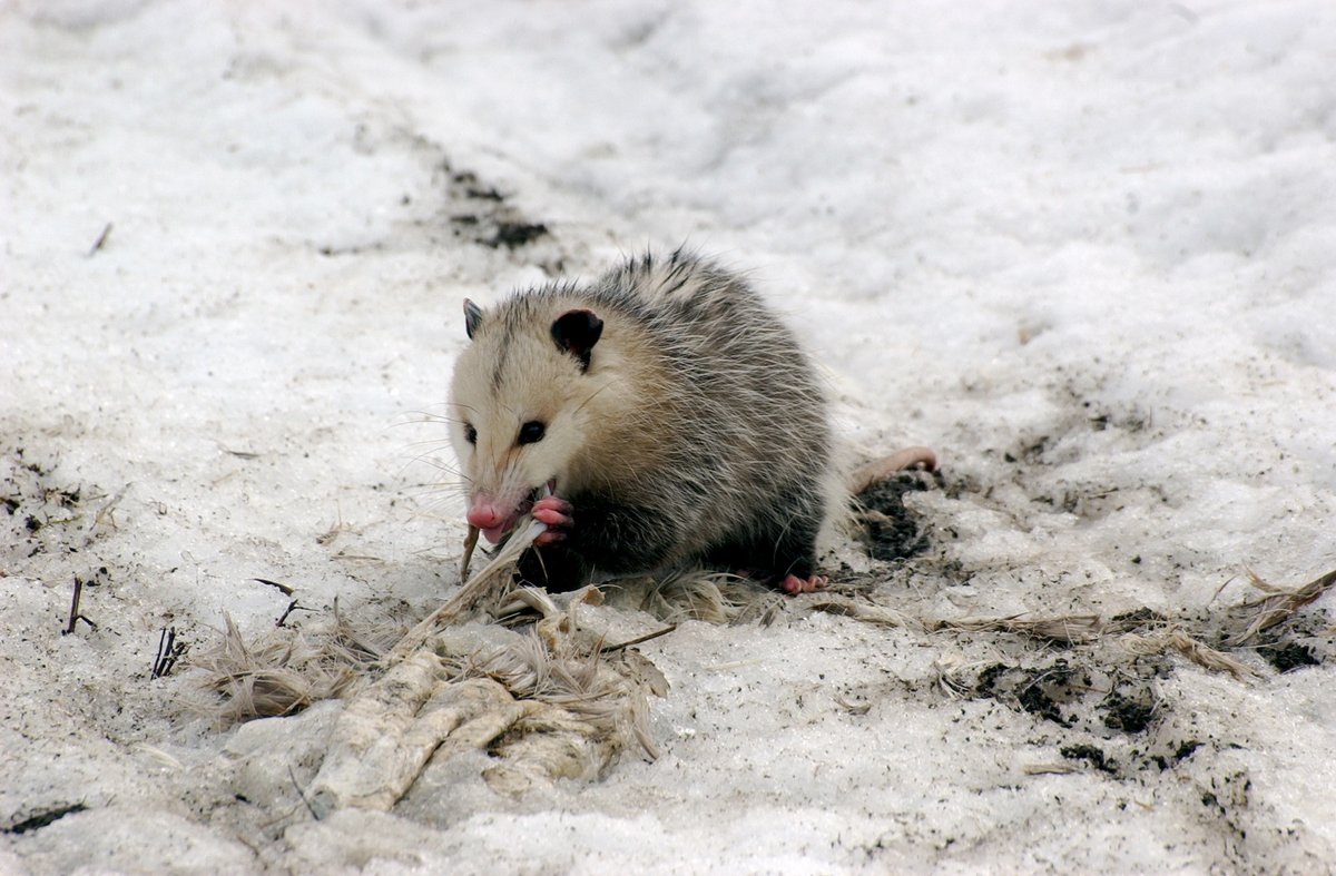 USFWS's tweet photo. Opossums stay active all winter, often taking advantage of the warmest times of the day. These are omnivores and aren't known for being picky - this one was spotted pulling apart some frozen roadkill!

📷 courtesy of Russ/CC BY 2.0 https://t.co/Nxrltxcpx5 https://t.co/QihBET9XKd
