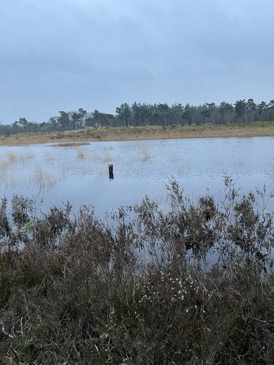Laarzen aan en naar het Langven in @Best. Deze hoge peilen misschien pas weer over 50-100 jaar. Of eerder #klimaatverandering ?