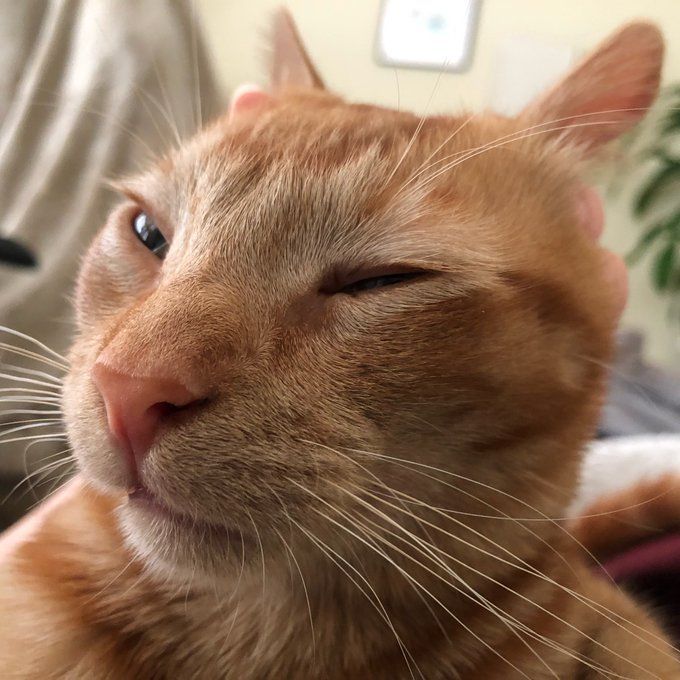 Cats with their heads held back (@catsheld) on Twitter photo 