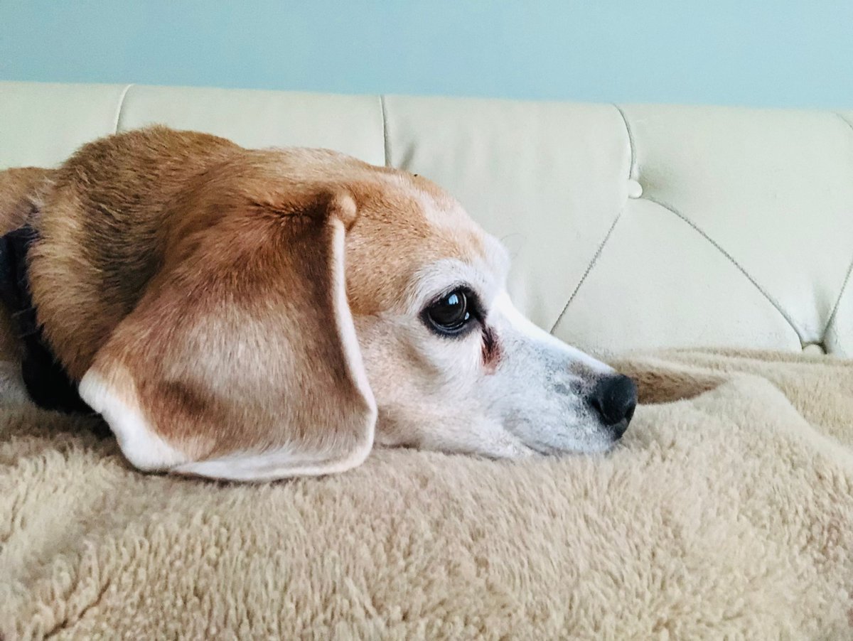 Beagle Facts tweet media
