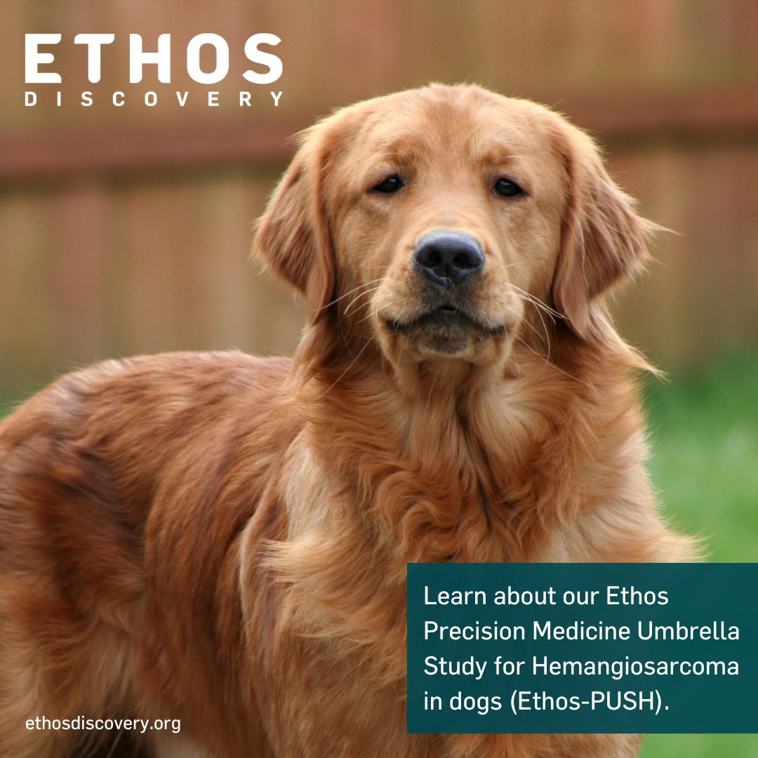 Learn more about Ethos Discovery’s Ethos-PUSH study, a groundbreaking precision medicine umbrella study for hemangiosarcoma  in dogs. ow.ly/S0A850QwRih #ethosdiscovery