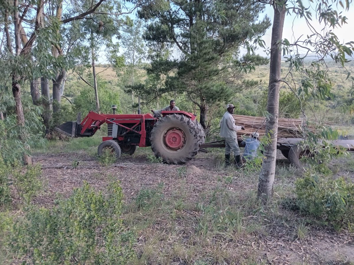 NguniNursery's tweet photo. We're eradicating invasive Eucalyptus to protect forest & conserve water in our reforestation project. These trees outcompete indigenous species & reduce stream flow. We then use them as stakes in our matured tree blocks #SustainableFarming #restoration #localproject #ngunitrees https://t.co/GNOKQC00zG