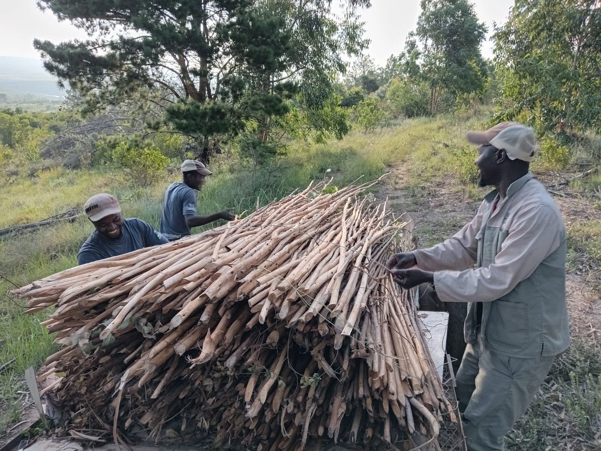 NguniNursery's tweet photo. We're eradicating invasive Eucalyptus to protect forest & conserve water in our reforestation project. These trees outcompete indigenous species & reduce stream flow. We then use them as stakes in our matured tree blocks #SustainableFarming #restoration #localproject #ngunitrees https://t.co/GNOKQC00zG