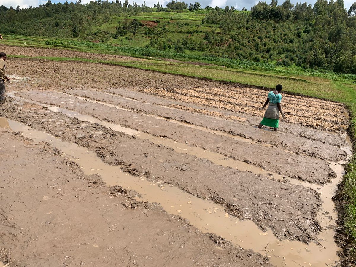 BAFUL RWANDA tweet media