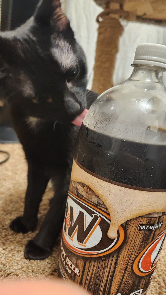 beecordz's tweet photo. @Herobotanist @PunchingCat thats what my cat is named ! https://t.co/uVdCJEJIOU
