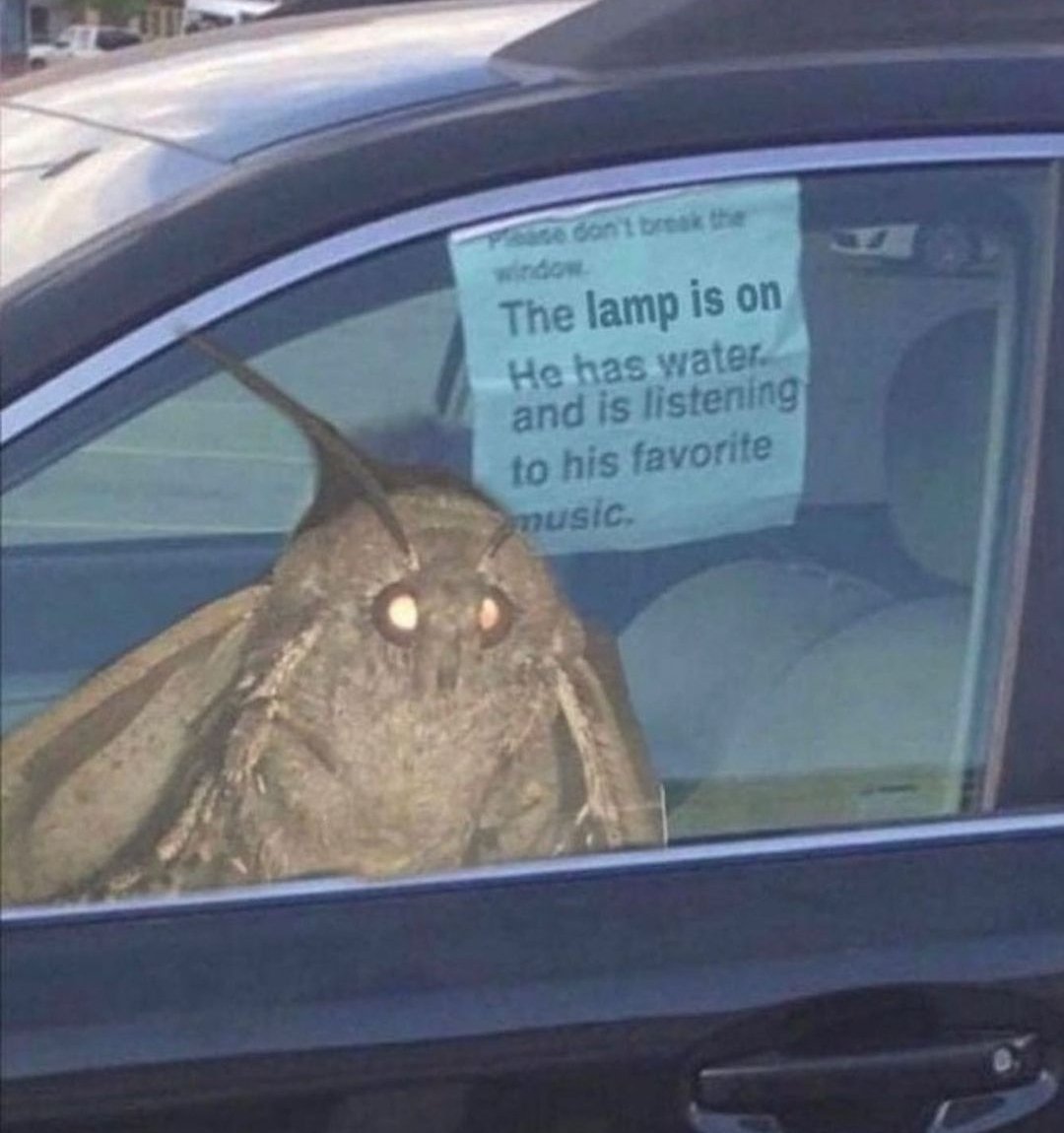 mischiefanimals's tweet photo. good morning moth men https://t.co/cMMfMbLXvy