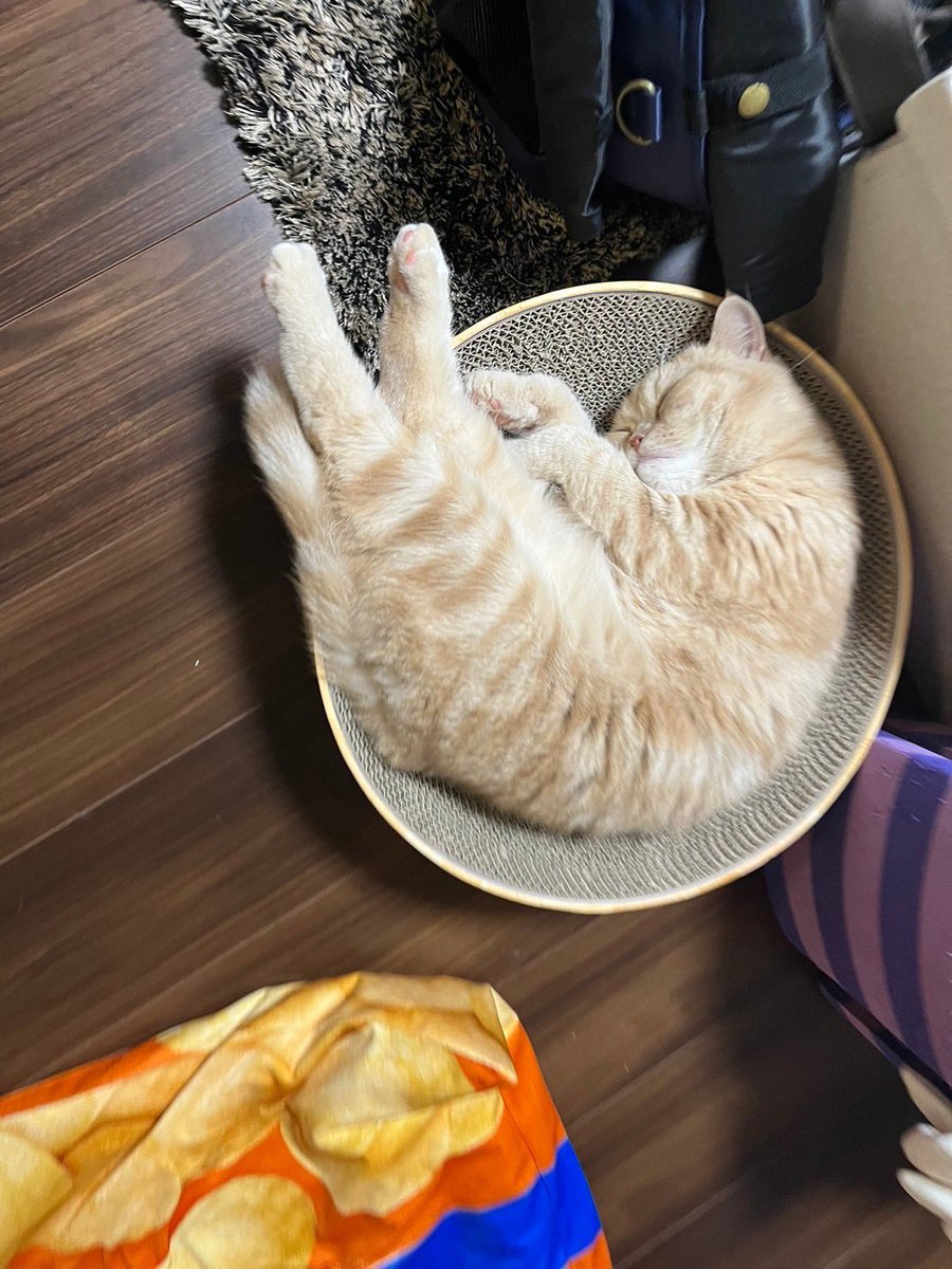 exotic_potechi's tweet photo. ずっと昼寝していたいようです。
でも夜寝なくなるのは勘弁願いたい。
#cat
#catlife
#猫写真
#ニャンモナイト
#catshrimp
#猫のいる暮らし
#昼寝
#nap https://t.co/xuOlCukZsE