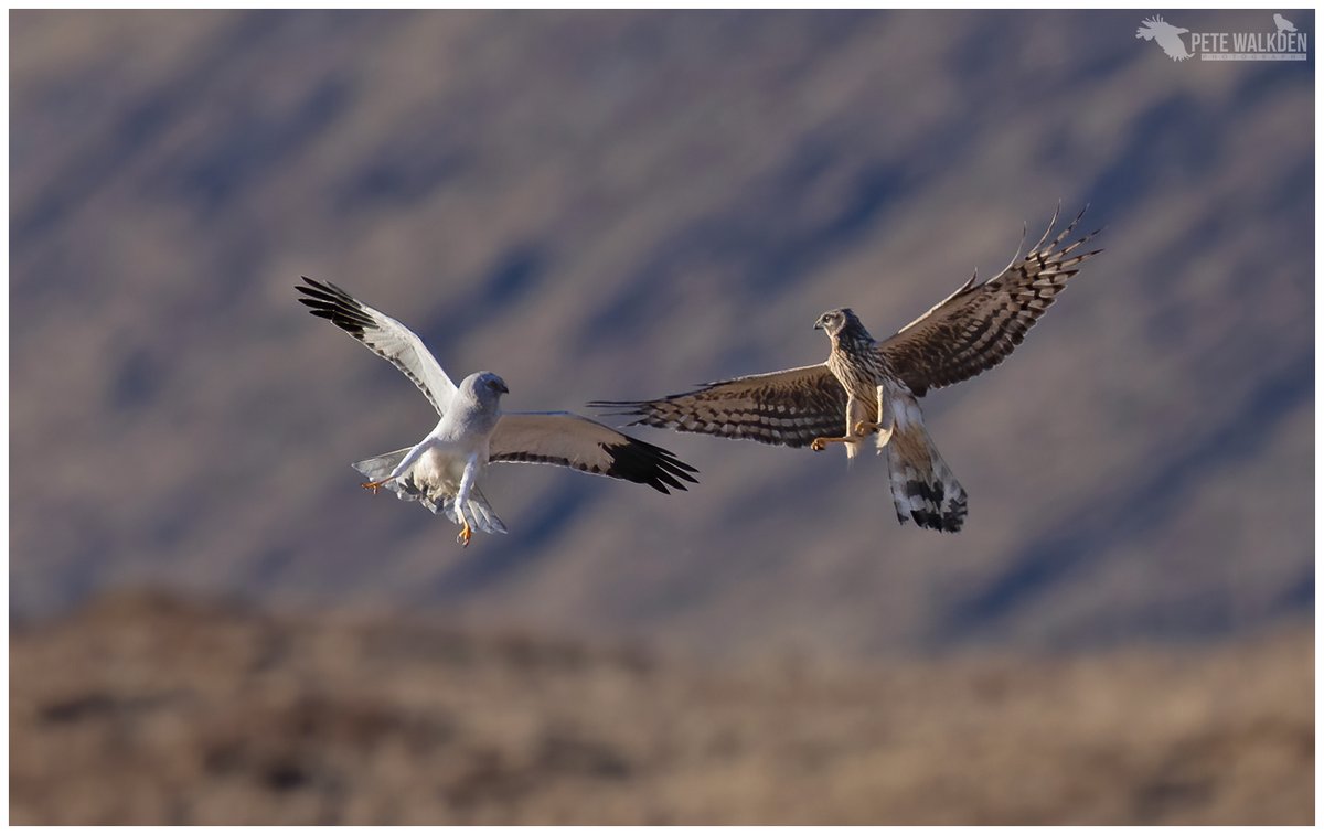 2022 National Survey of Hen Harriers in Ireland reveals further population decline: urgent conservation action required.

New blog ⬇️⬇️
raptorpersecutionuk.org/2024/02/03/202…