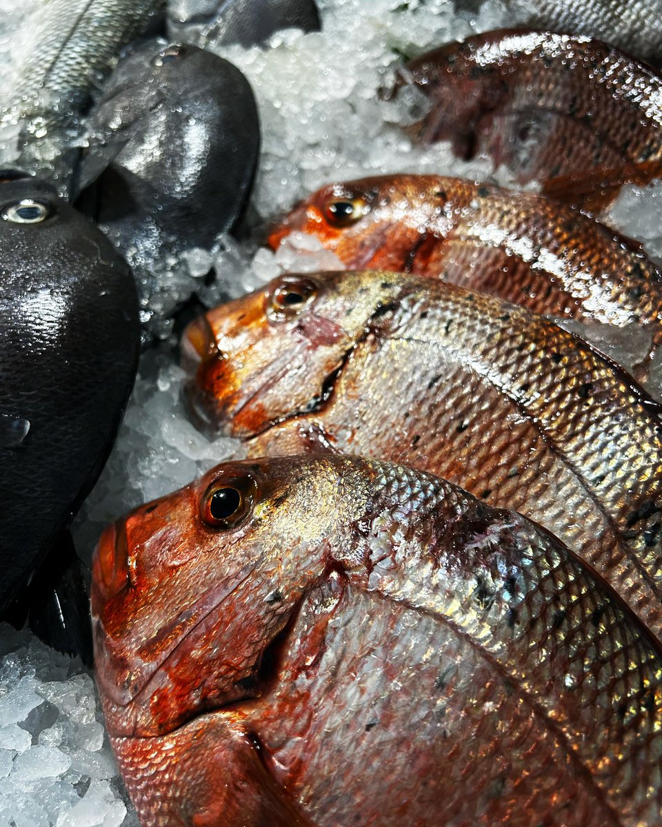 Fran_Gonzalez_P's tweet image. Pargo, Urta, Borriquete… pescados de la #BahíaDeCádiz, puesto de Luis y Mari. #Pargo #Urta #Borriquete #DeCategoría #El152 #CocinandoEnCasa #MercadoDeAbastos #Cádiz #Cadizgram #Febrero2024 @asodemercadiz