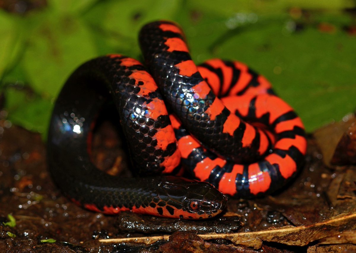 AzyEme's tweet photo. Daniil Snake Dankovsky
(It's a Mud snake) https://t.co/Q246noxjCl