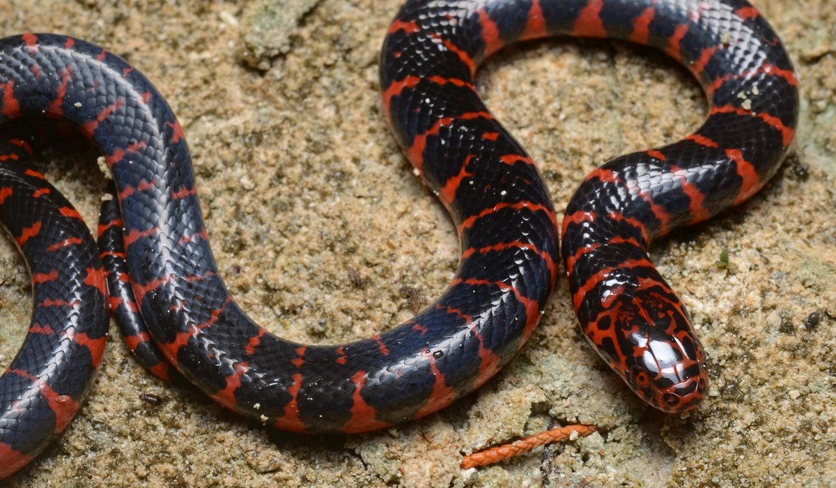 AzyEme's tweet photo. Daniil Snake Dankovsky
(It's a Mud snake) https://t.co/Q246noxjCl