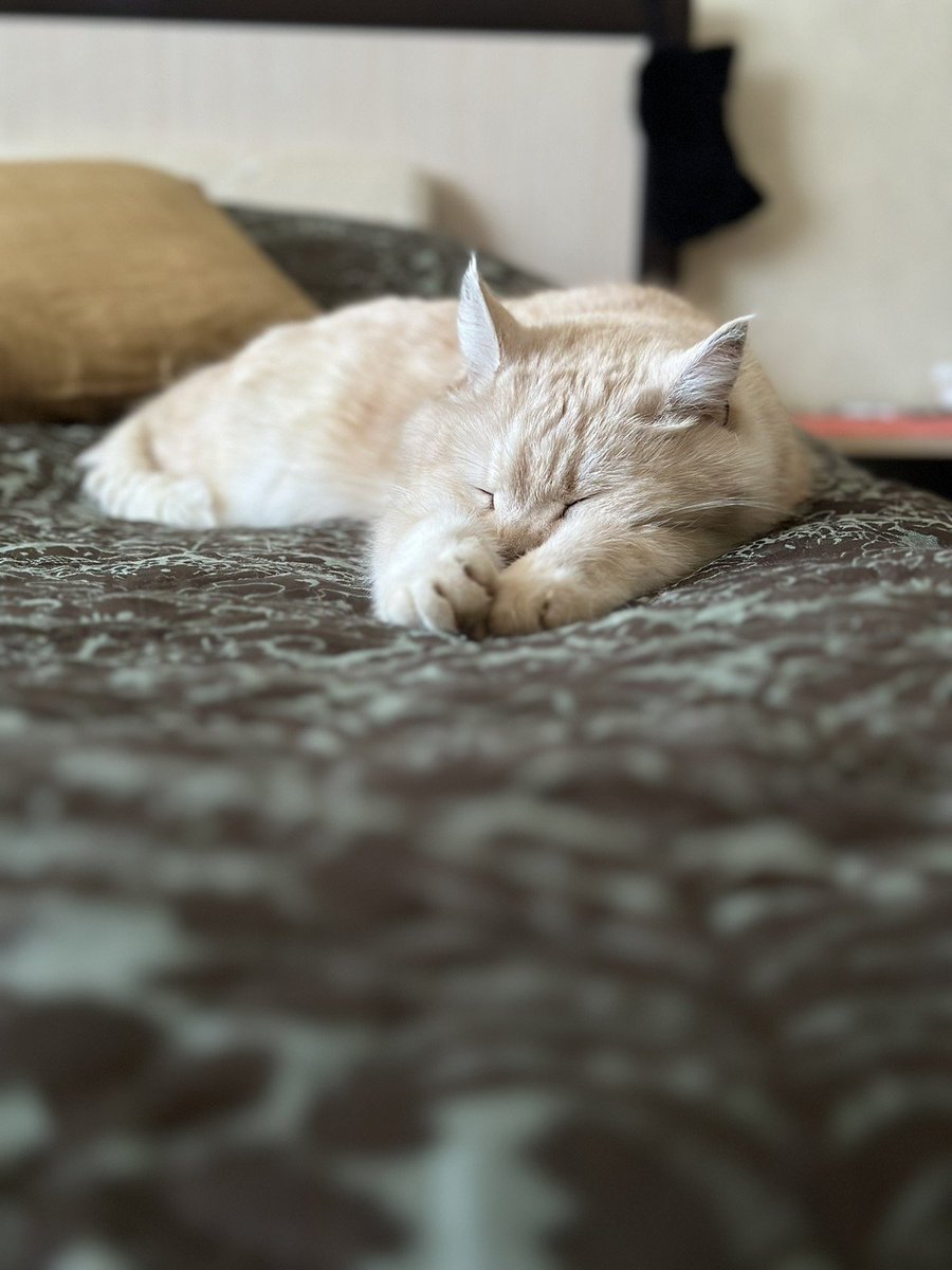 Oz и ещё 102 человека (@oz_booz) on Twitter photo 