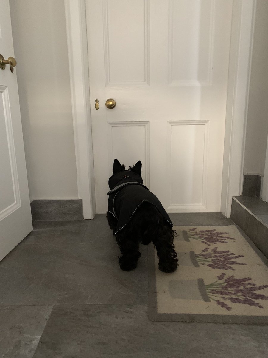 westiemont's tweet photo. Oh the indignity!! Ignoring you because you've put a coat on me 🐾☔️☔️🐾#ScottishTerrier #WelshWeather https://t.co/MV06UBs0q1