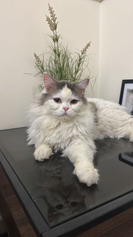 k74leo's tweet photo. #قطط_الرياض #قط_للتبني_الرياض #قطط #riyadhcats
الاسم : كيمو
النوع : ذكر شيرازي
العمر : سنه ونص
التعقيم والتطعيم : معقم ومطعم
المدينه : الرياض حي اليرموك
القط اليف جداً جداً يحب اهل البيت اللي يعيش عندهم يحب ينام معهم ويلعب
التواصل : على حسابي في تويتر ( SULTAN1988U@ )
القط سليم من الامراض فيه جروح في رجله ويده من المتبني السابق بعد ما رماه فالشارع وعلاجه معه جاهز للتبني حتى اغراضه معه بس اللي يتبناه يخاف الله فيه (وانا خصمه يوم القيامه اذا رماه ) اذا ما يبيه يعرضه للتبني او يرجعه لي