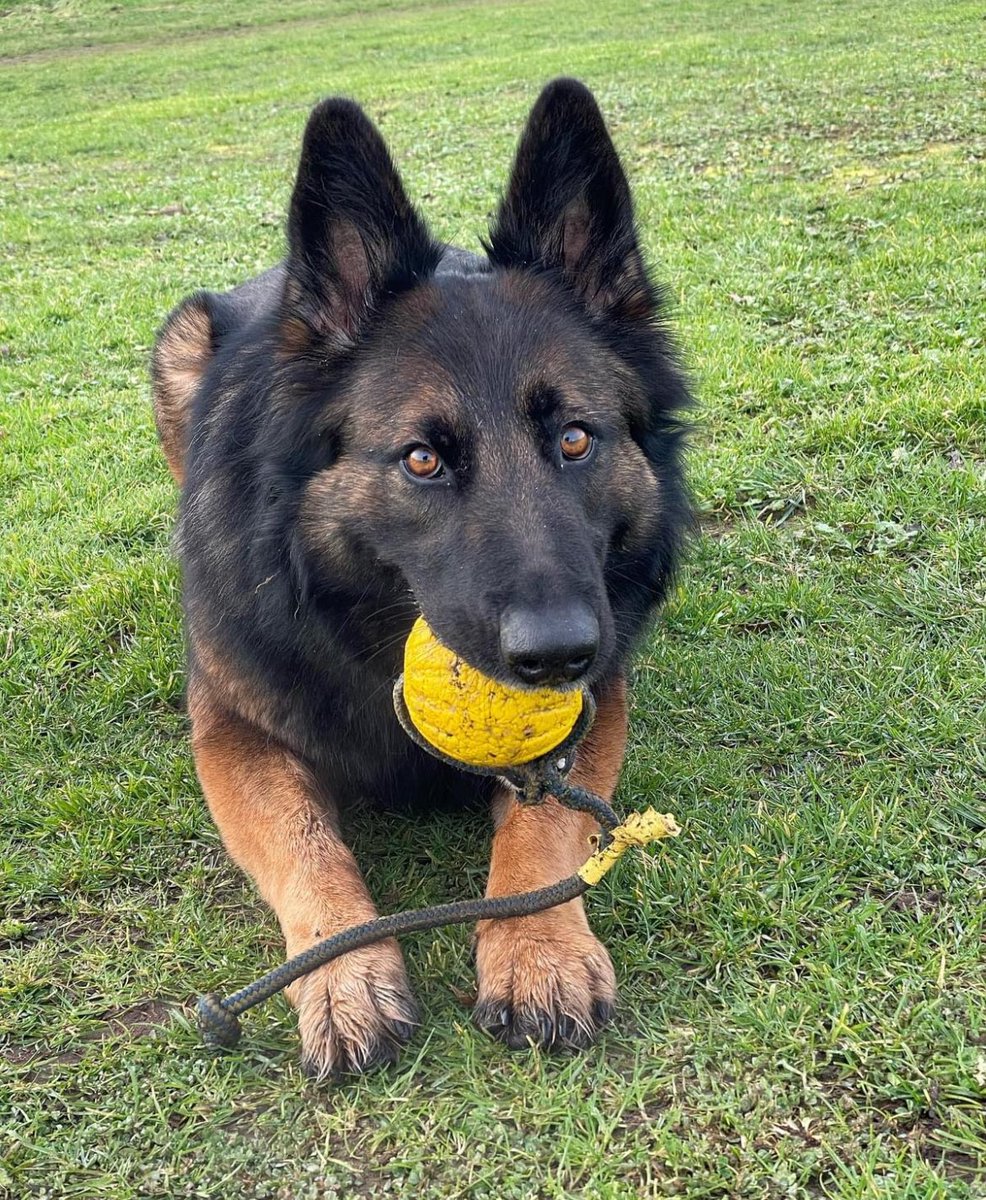 NicNic711's tweet photo. Lovely morning here, different day, different ball #bdsummer #MetPolPup #DogsofX https://t.co/gUgw8ZVqQc