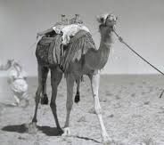 fahad_alkulaib's tweet photo. الوجيه الشجاع الجسور والفارس المغوار الكريم عبد العزيز بن عثمان بن محمد بن ناصر بن راشد بن حمد ابن راشد - رحمه الله- ولد في قرية الرفيعة بمدينة الزلفي عام 1270هـ، تقريبًا فنشأ فيها في كنف ورعاية والده أمير الزلفي عثمان بن محمد الناصر -رحمه الله- الذي تولى إمارة الزلفي لفترة من الزمن، والمترجم له من الاعيان الوجهاء البارزين في مدينة الزلفي وغيرها، برز بالشجاعة، والاقدام، والجسارة،ورجاحة العقل،وحصافة الرأي، و الاتزان،  وكان على جانب كبير من التواضع ،وحسن الخلق ،وطلاقة الوجه،وكرم النفس ،وعلو الهمة، وبعد النظر،والحكمة ،والحنكة،كان بارز بين أقرانه،له من الهيبة والمهابة، ويذكر بعض الرجال المدركين للأحداث ومنهم الراوية الثبت ناصر المحمد العليوي- رحمه الله- نقلاً عن إبراهيم الأحمد الحمد- رحمه الله نقلاً عن فلاح بن حثلين إعجاب فلاح بفروسية وشجاعة عبدالعزيز العثمان،ولقد قرأت وصفًا له بالشجاعة من رجل ألماني جاء مستكشفًا شرق الجزيرة العربية  ،ووسطها قبل الحرب العالمية الأولى بقليل ،حيث كتب كتابًا باللغة الألمانية وترجم إلى اللغة الإنجليزية والكتاب عنوانه : (من صفاة الكويت إلى الزلفي )ترجمه الدكتورابو الفتوح رضوان - عميد كلية التربية بجامعة عين شمس بالقاهرة سابقًا وفى أحد فصول الكتاب يتكلم عن اختيار حاكم الكويت مبارك الصباح لعبدلعزيز العثمان ليكون مرافقًا وحاميًا لهذا الرحالة الألماني مايكفي للتدليل على شجاعة عبدالعزيز العثمان إذ يقول الراوية ناصر العليوي - رحمه الله-:حدثني والدي بما شاهده رأى العين من شجاعة وبسالة وجسارة البطل عبدالعزيز العثمان حيث يورد قصة له بعد أن صحبه معه في إحدى رحلاته، والقصة تطول في مضمونها، وسياقها، ولاتتسع لمثل هذه التغريدة الموجزة،إلا أنها تدلل على مدى الشجاعة التي يتمتع بها المترجم له، وقد دونها الراوية ناصرالعليوي في كراريسه بخط يده نقلاً عن والده، وزودني مشكورًابصورة منها لازلت محتفظا بها ، و المترجم له أشترك في بعض مغازي ومعارك التوحيد مع جلالة الملك عبد العزيز- طيب الله ثراه -حيث أشترك بوقعات البكيرية،والشنانه ،وجراب ،وأم رضمة والسبله ،ونجران،حسب رواية ابنه أحمد بن عبدالعزيزالناصر، رحل الشجاع عبدالعزيز العثمان إلى الكويت، فصار يترأس القوافل التجارية في نقل البضائع والسلاح ،فامتهن التجارة ،وكان له حظوة ومكانة بارزة لدى الشيخ مبارك الصباح- رحمه الله- وكان مقربًا إليه، ومحل ثقته، والسوق في الكويت لمن لايعرفه ليس مجرد مكان لممارسة التجارة والبيع والشراء فحسب ،وانما كان نقطة انطلاق للقوافل التجارية،عندما توشك قافلة على الرحيل يبدأ أصحاب الإبل ودوابهم في التجمع في الجزء الجنوبي من السوق الذي يؤدي إلى الصحراء ثم يأتي التجار (ببالات) السلع التي ستحمل إلى داخل الجزيرة العربية ،وكان الوجيه عثمان الناصر- رحمه الله- أحد الذين يتراسون هذه القوافل وهو الذي رافق الرحالة عالم النبات الدنماركي (باركلي راوناكير) عام 1330هـ ،ولقد كتب وصف لتلك  الرحلة باللغه الإنجليزية ولخصها عن الإنجليزية إلى اللغة العربية الأستاذ احمد مرسي عباس في مجله الدارة تحت عنوان مع آخر رحالة أوروبي يعبُر الجزيرة العربية على ظهر بعير ،وانطلقت الرحله صباح يوم 24 فبراير 1912 ميم 6 ربيع الأول عام 1330هـ وجاء هذا الرحالة الأوروبي الدنماركي مبعوثا من الجمعية الجغرافية الدنماركية لكي يبحث عن قاعدة لبعثة علمية دنماركية تاتي لدراسة الصحراء الجنوبية الكبرى للجزيرة العربية التي كانت مجهولة تمامَا في ذلك الوقت وفي يوم 14 مارس 25 ربيع الأول استانفت القافله مسيرتها وانفصل عنها من يريد طريق بريدة واستمر الباقون إلى بلدة الزلفي لكي ينزلوا ضيوفًا على عبد العزيز العثمان قائد القافله المترجم له تقول الرواية الوصفيه لتلك الرحله:( استانفت القافله مسيرتها يوم 14 مارس 25 ربيع الأول   لكي ينزلوا ضيوفا على عبد العزيز العثمان وانفصل عنها من يريد (بريدة )واستمر الباقون الي الزلفي لكي ينزلواضيوفًا على عبدالعزيز العثمان قائد القافلة الذي سبق إليها في اليوم السابق ،وتم قضاء الليل في منزل عبد العزيزالعثمان وفي صباح اليوم التالي تحركت القافله إلى وادي نقره سلطان ،ثم بستان الحامديه ،ثم إلى الصحراء مرة ثانية ،حتى وصلت إلى واحة الشماسية حيث توقفت لسقي الإبل وملء القرب من البئر، كان المترجم له- اميًا لا يقرأ ولا يكتب إلا انه كان لديه من الإدراك والفروسية ،والدهاء، ومعرفه الطرق  ومجاهلها الشيء الكثير وقد مكث في الكويت حوالي 15 عامًا تقريبًا، أنجب عبدالعزيز العثمان أربعة أبناء ،وثلاث بنات والأبناء هم:-( عثمان  وهو أسنهم وبه يكنى،واحمد، ومحمد، ونايف) ولا زال المترجم له على حالته الحميدة واستقامته ، حتى أنتقل إلى رحمة الله عام 1355هـ - رحمه الله تعالى رحمة واسعة وادخله فسيح جناته #الزلفي