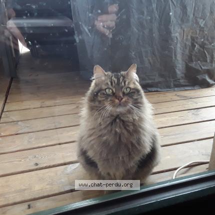 Minou Perdu tweet media