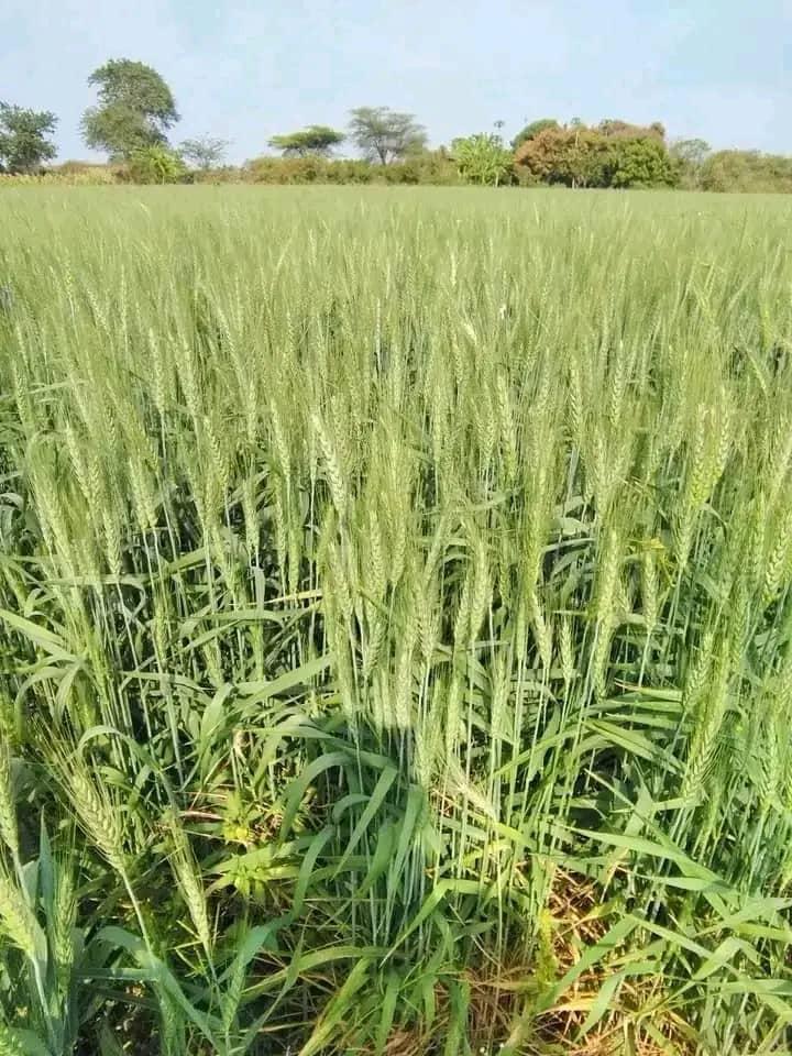 AbiyAhmedAli's tweet photo. A glimpse of current irrigated wheat productivity. Let us build on the momentum through collaborative efforts and realize our agricultural potential. https://t.co/hSH5DsLp7B
