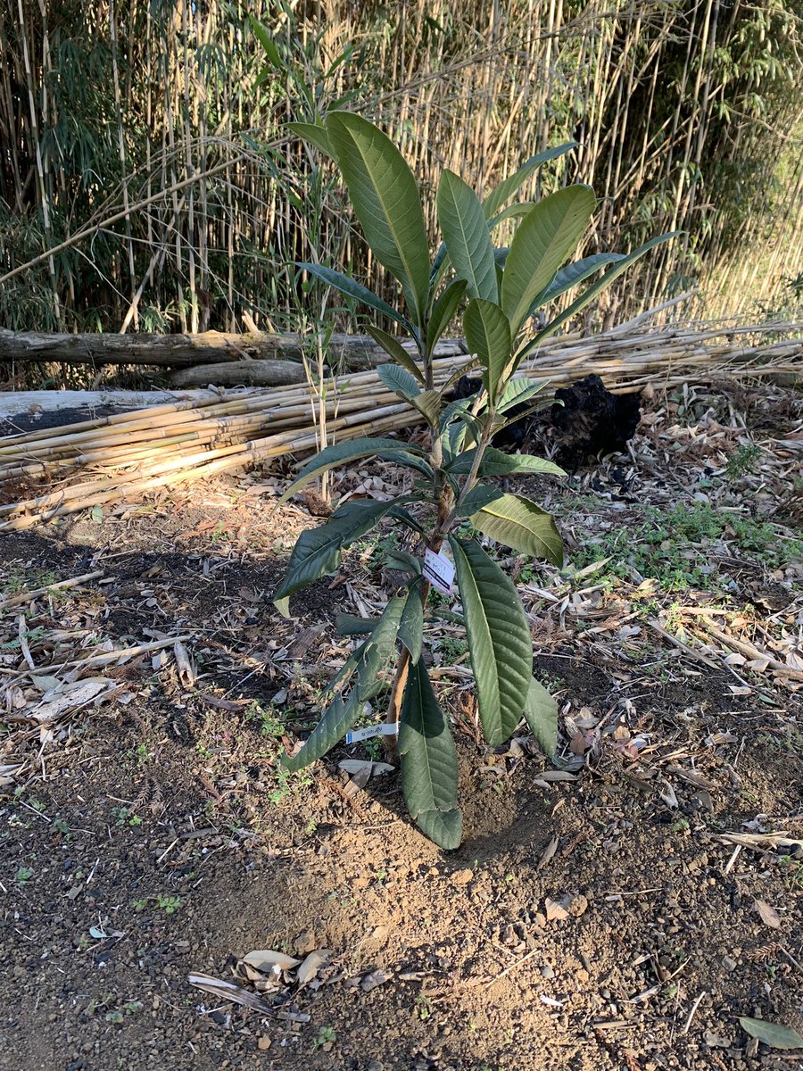 琵琶の木
成長してます
食べれるようになるまで、どのくらいかかるかな
