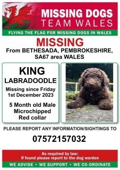 @MissingPetsGB KING
Male #Labradoodle All Chocolate #Puppy
#Missing from #Bathesda #Narberth #Pembrokeshire SA67 area, #Wales on Friday, 1st December 2023 
Registered on the DogLost website for quick checkup on status doglost.co.uk/dog-blog.php?d…

 #MakeChipsCount #FernsLaw #ScanMe #TheftByFinding