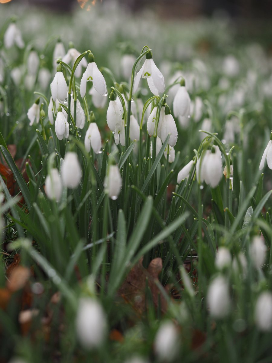 Don't miss the chance to take a relaxing snowdrop walk in a magnificent snowdrop #garden this #winter.   
My Snowdrop Calendar is full of fabulous #snowdrop gardens &amp; events; here's a link: pumpkinbeth.com/2021/09/snowdr…

#Snowdrops #Galanthus #Nature #Relax #Walking #PositiveVibes #UK