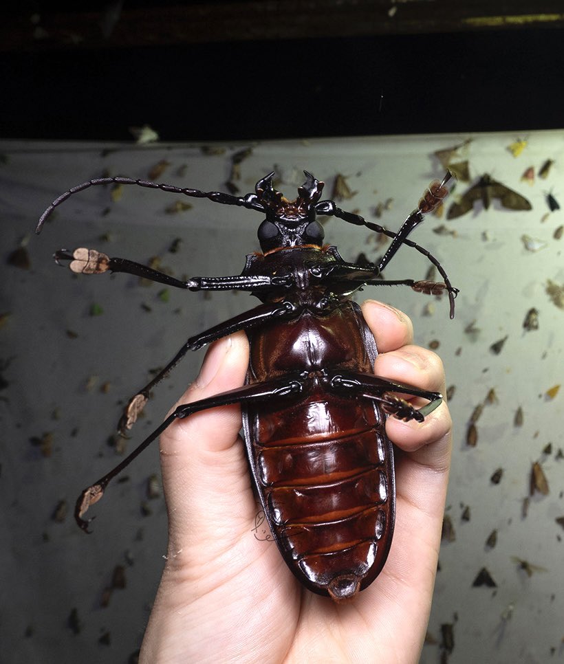 タイタンオオウスバカミキリ タイタンオオウスバカミキリ - Wikipedia