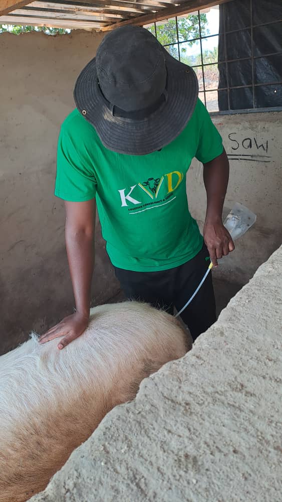 david7zoe's tweet photo. Insemination .....vs results 3 months later ...13 piglets born alive 
....moswera muswe ...
Project done in Chiweshe https://t.co/mthn7KxbfQ