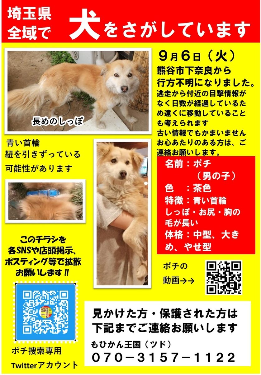 comeback_pochi's tweet photo. #迷い犬 #ポチ を探しています
青い #首輪 をした  #しっぽ が長い #犬 です  #熊谷市 からいなくなってしまいました 見かけた方はご連絡お願いします！   #拡散希望 #埼玉 #迷い犬 #迷子犬 #犬 #深谷 #寄居 #尾島 #太田  #行田 https://t.co/LRg2KcKP9z