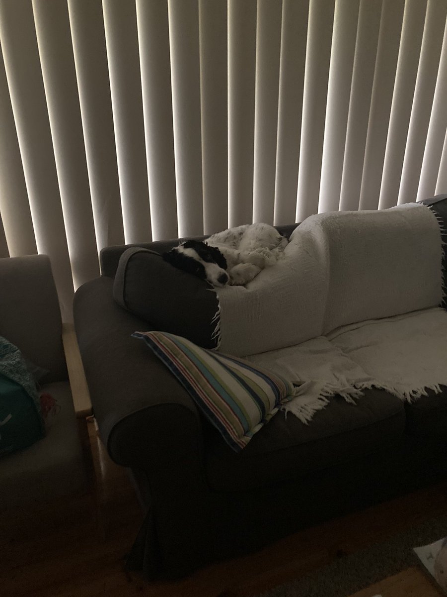 When you’re tired and you need a spot to sleep.🐶