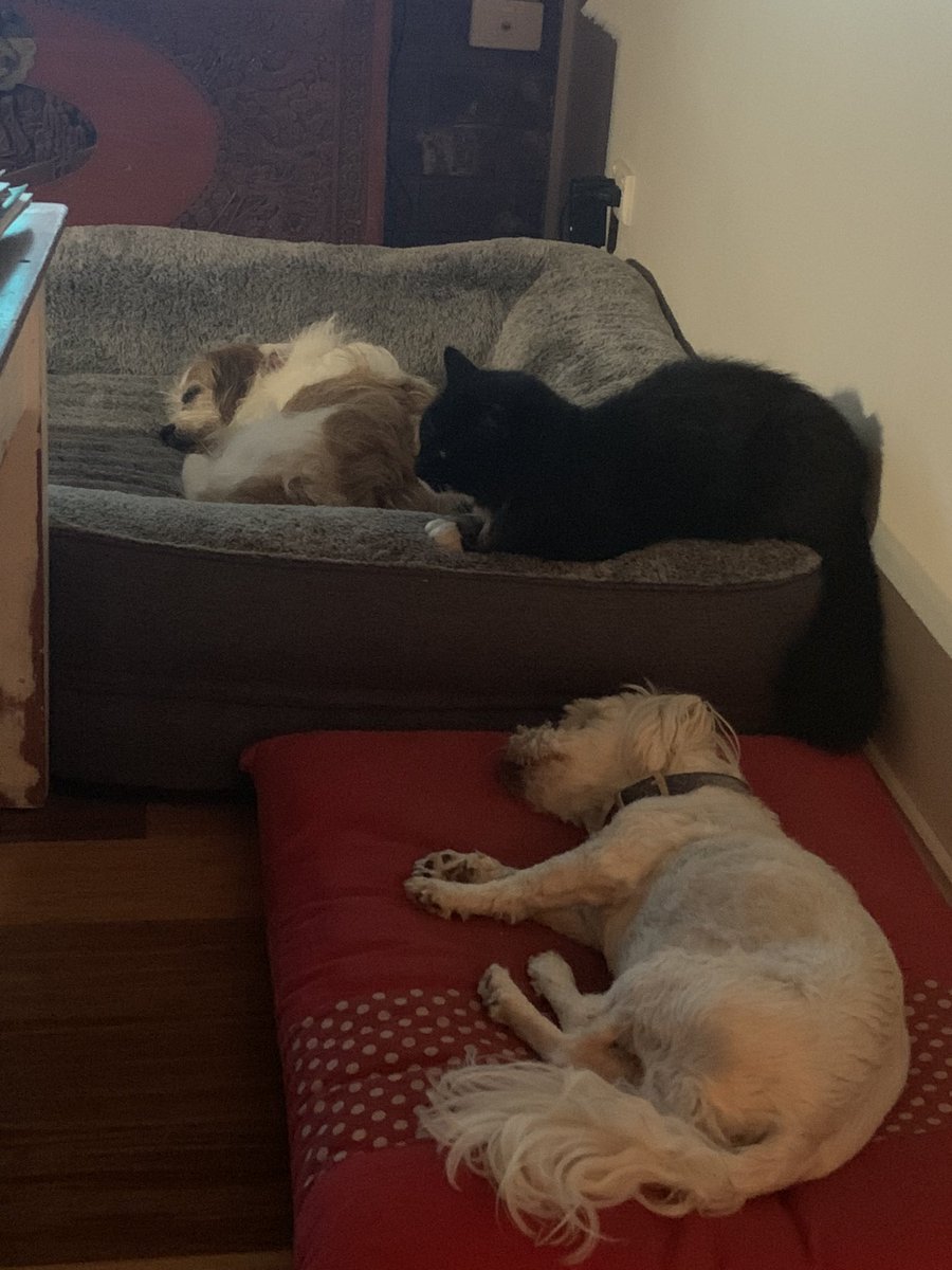 Dotsmum's tweet photo. @HatchRyan Bella, Missy and Monty #rescued https://t.co/K6OI1V2AT1