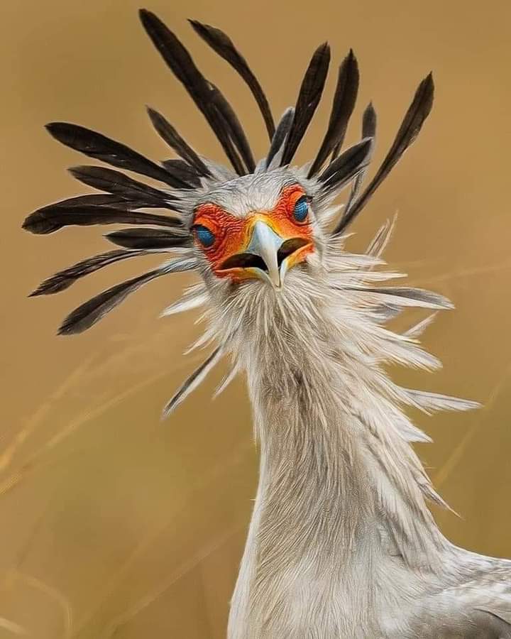 ThompsonSafaris's tweet photo. A birding safari in Kenya is the perfect way to get up close and personal with some of the world’s most beautiful, exotic birds.
.
.
.

#kenya #africa #safari #travel #wildlife #nairobi #nature #masaimara #wildlifephotography #photography#photooftheday#naturephotography #love https://t.co/RvfMrciPtA