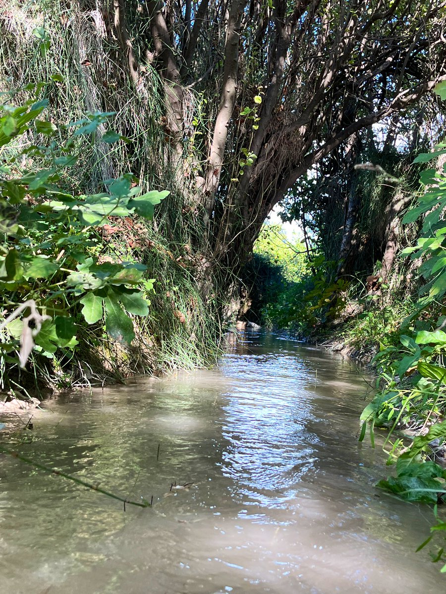 🍋 🧵ACEQUIAS 🧵 8️⃣ Alquibla del Norte un reclamo turístico y cultural de primer orden como lo son la Albufera de Valencia, los campos de Tulipanes de los Países Bajos o la Floración de Cieza. Económicamente, la agricultura, al amparo de sus acequias siempre fue ⬇️