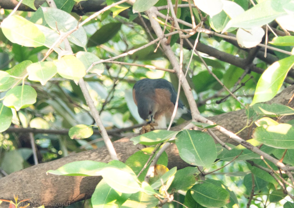 nvgpal79's tweet photo. #BirdsWithCatch Male Shikra feeding on a lizard. Along the picture sharing some thoughts on these #birds as a #birdwatcher #nature #storytelling #storyteller #indiaves @IndiAves #poem #birding & Thanks to #citizenscience #greatbackyardbirdcount #gbbc
https://t.co/D6AtKpUrTo https://t.co/kg2hGv0w5O