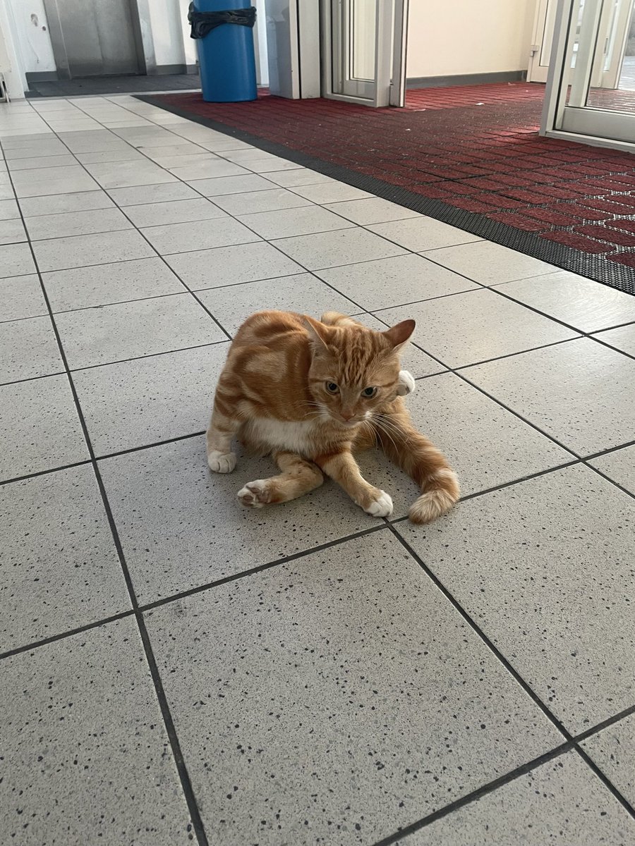 DawnAddleyB's tweet photo. @buitengebieden Omgosh my son recently had 48 long days in hospital - he’d have loved this. There was a wee stray cat that sat inside the main doors, next to entrance of the Paediatrics ED (under the heater). And it definitely brought comfort to many #RVHBelfast https://t.co/OzVGoTQBKj