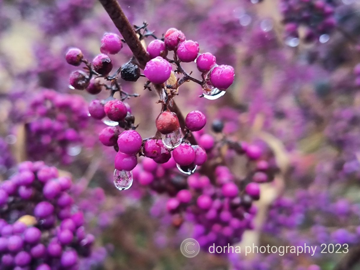 dorha20550051's tweet photo. @RCederfjard #purplephoto #photography 
😊✨💜 https://t.co/ECoyvHAdNL