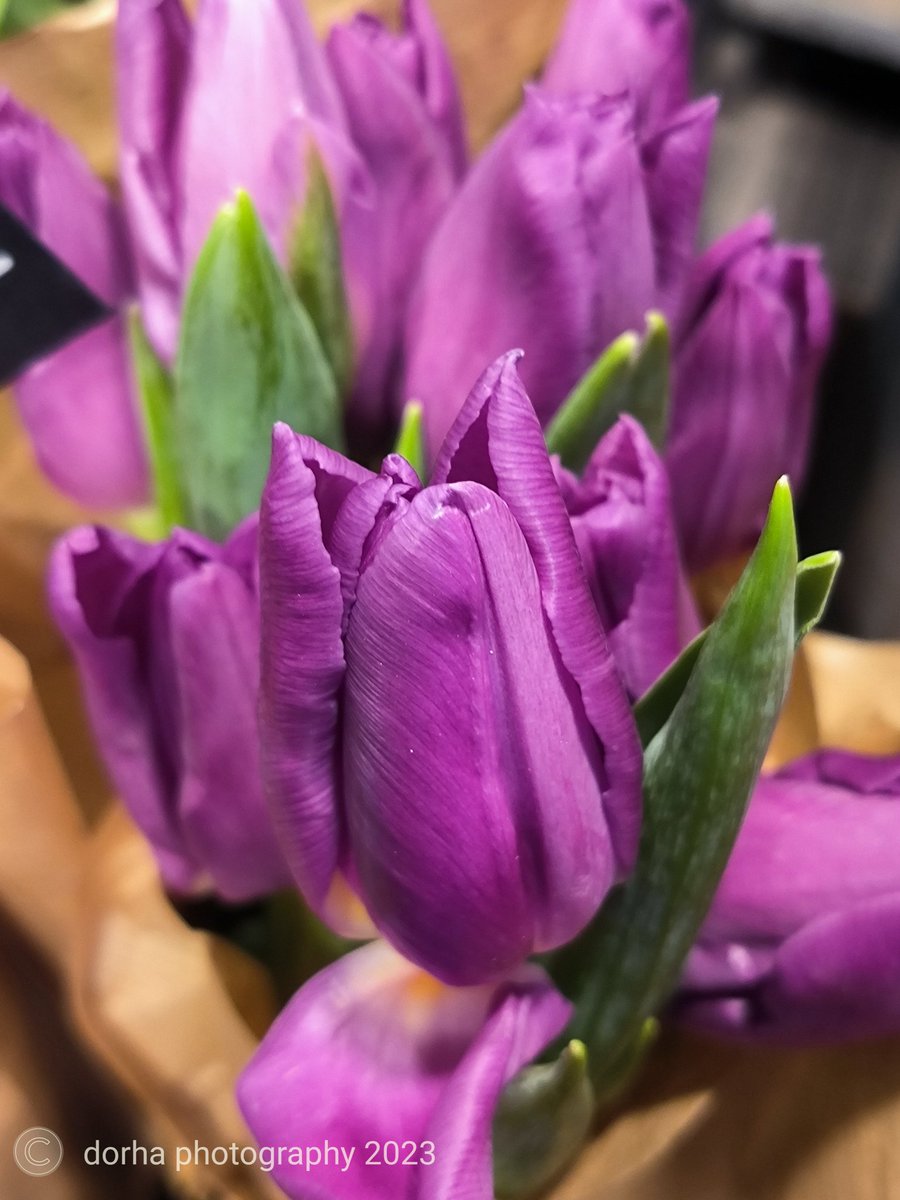 dorha20550051's tweet photo. @RCederfjard #purplephoto #photography 
😊✨💜 https://t.co/ECoyvHAdNL