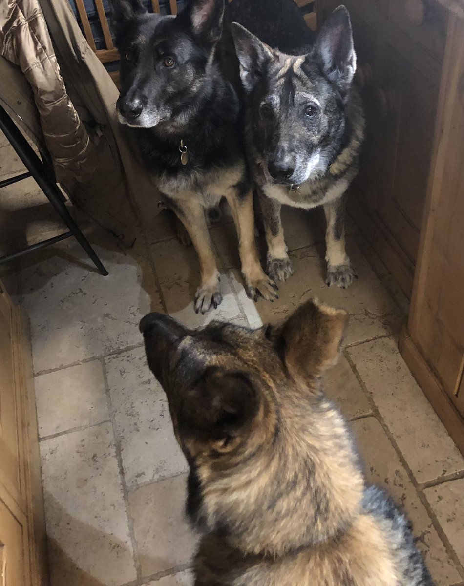SueDavi31048088's tweet photo. Help, I just knew 3 RPDs would be trouble .. Tia’s called a meeting and now they’re demanding Sardine Saturday as well as Sunday and extra biscuit breaks during the day 🤷🏻♀️🐾🐾 #rpds #extratreats #erpdf https://t.co/T0m99Sz0nN