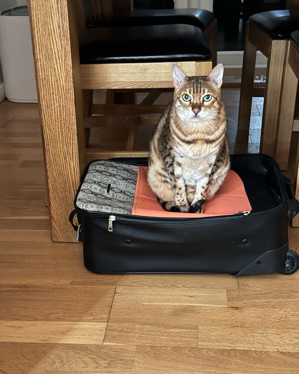 RedWPC's tweet photo. Was Sparkle trying to tell me something?! #Dogandcatsits #petvisits #dogwalking #WimborneandsurroundingareasincludingShaftesburyandsurroundingareas https://t.co/wdPNc6yC3n