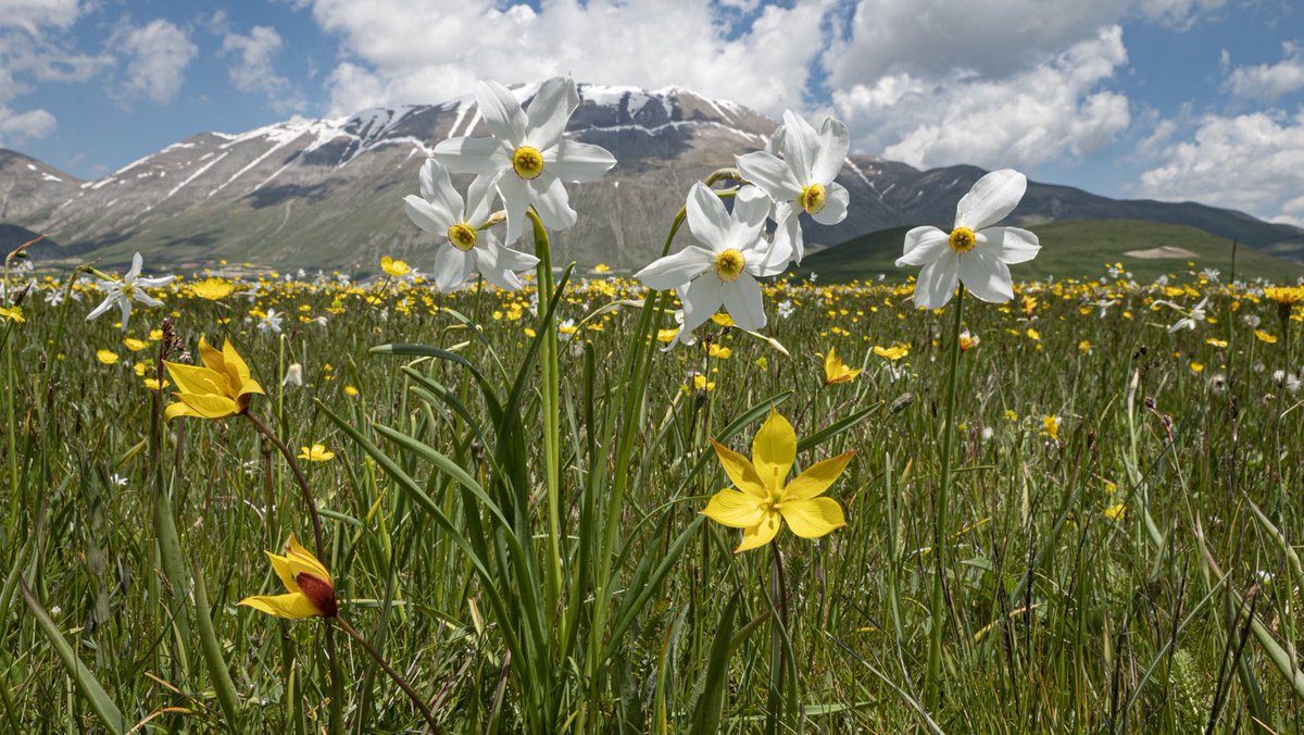 Greenwings's tweet photo. There’s some great flora to be found on our Sibillini tour in Italy, 18th - 25th May. Not to mention butterflies &amp; plenty more besides! Picnic lunches in beautiful landscapes as well. Confirmed to run &amp; one of our exclusive small group tours of no more than 6 guests. https://t.co/SdcYbLvJmw