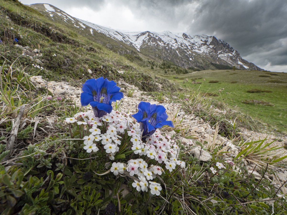 Greenwings's tweet photo. There’s some great flora to be found on our Sibillini tour in Italy, 18th - 25th May. Not to mention butterflies &amp; plenty more besides! Picnic lunches in beautiful landscapes as well. Confirmed to run &amp; one of our exclusive small group tours of no more than 6 guests. https://t.co/SdcYbLvJmw
