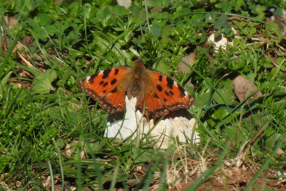 Yesterday we saw many Large Tortoiseshell butterflies and appears to have been a big hatch recently. Little early for these, but warm sunny days seem to have brought them out.